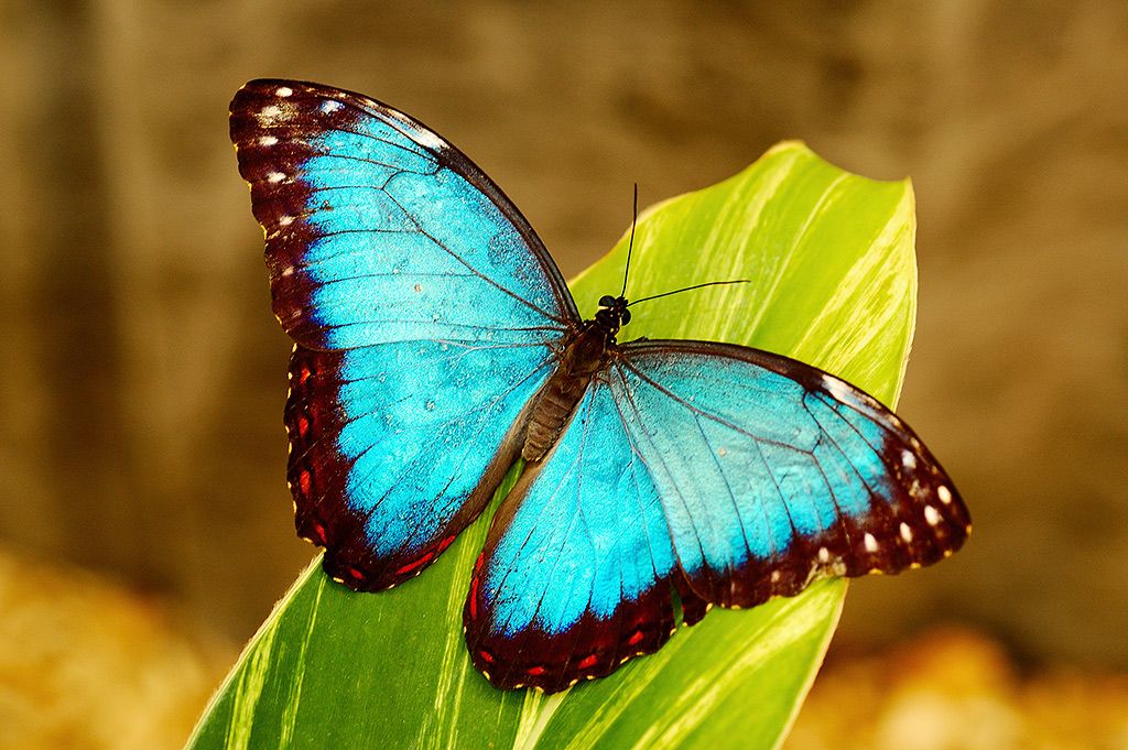 the-butterfly-project-karen-pryor-clicker-training